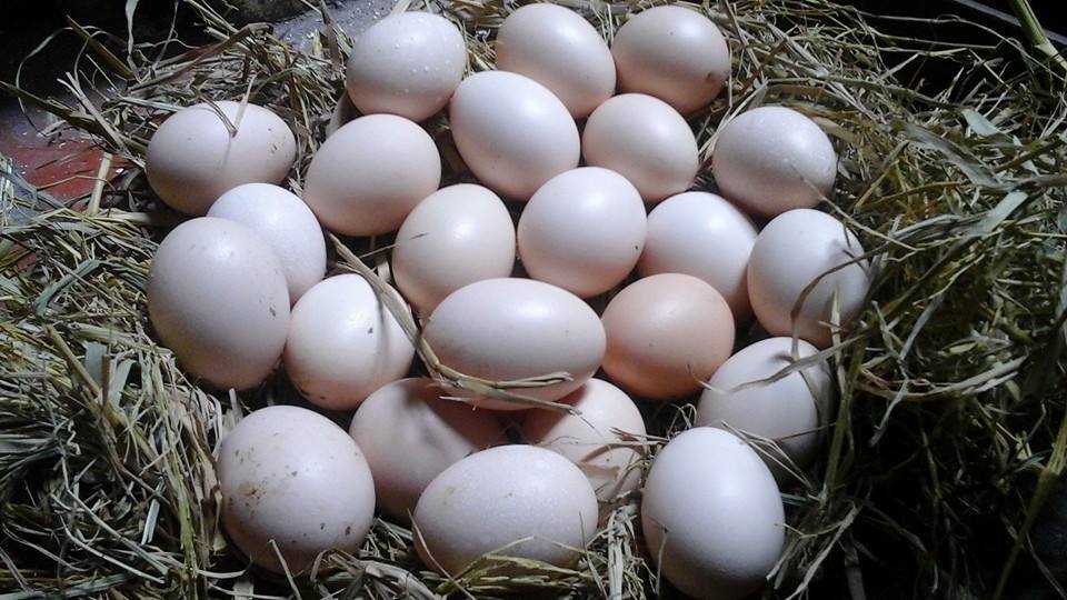 Dân buôn tiết lộ mẹo phân biệt trứng gà Ai Cập - trứng gà ta