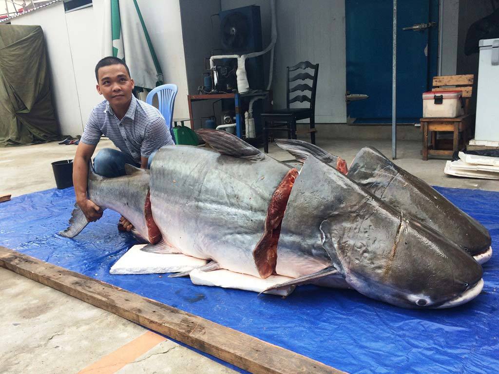 Cặp cá tra khủng 360kg từ Lào ‘bơi’ về Sài Gòn