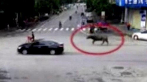Trâu lạ điên cuồng truy sát người trên phố, 13 người bị thương