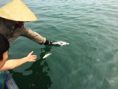 Phát hiện 9 mẫu cá, ghẹ Hà Tĩnh nhiễm độc