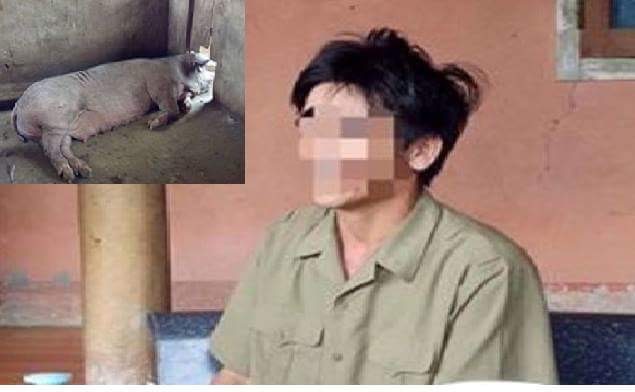 Giám đốc bị lợn nái cắn nát 'của quý'