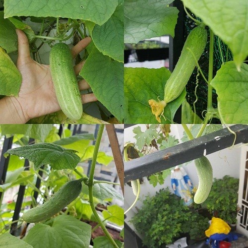 Đột nhập vườn rau trăm loại của mẹ trẻ 8X Sài Thành