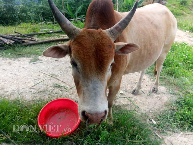 “Lực sĩ leo núi” bò vàng giá gần 100 triệu