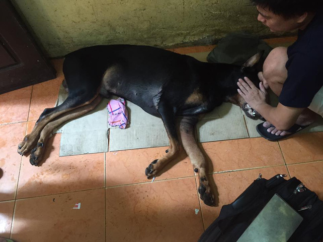 Nhiều rủi ro khi mua chó Doberman ở Việt Nam