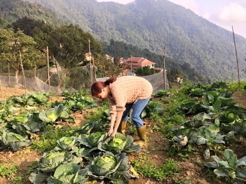 Ngắm vườn rau xanh của hai cô nàng Nhật Ký Vàng Anh