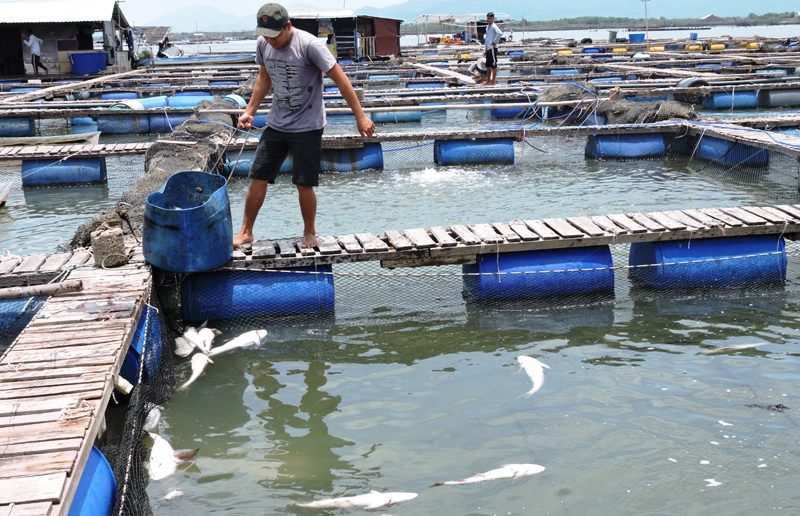 Dân mếu máo khi hàng tấn cá chết trắng, thiệt hàng tiền tỉ