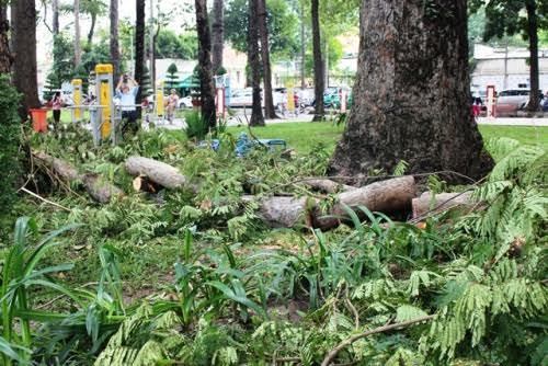 Thêm người chết do cây xanh đè ở Sài Gòn