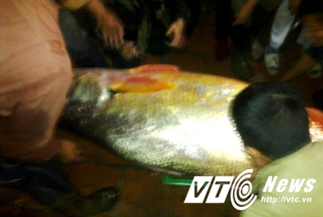 Đại gia bí ẩn mua con cá vàng 1,5 tỷ đồng ở Thái Bình