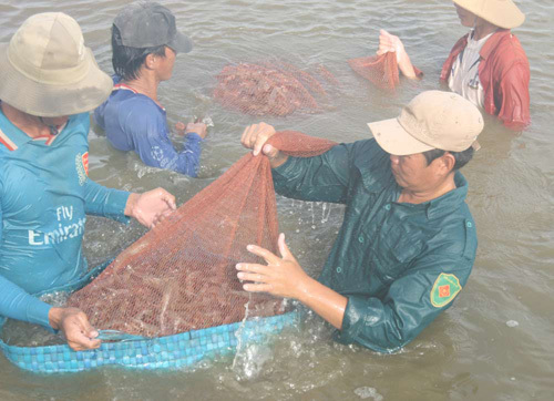 Nguy cơ tôm Việt Nam hết đường xuất khẩu