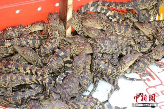 Thu giữ gần 1.000 con cá sấu ở biên giới Việt-Trung
