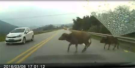 Đang lái xe gặp trâu bò, chó chạy ngang đường: Tránh cách nào?