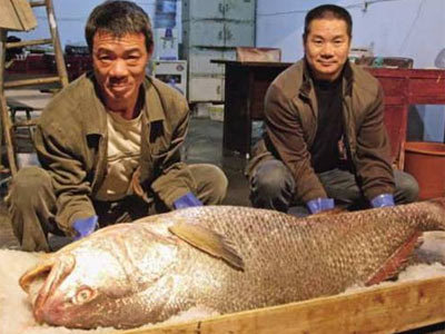 Chuyện người tung hai mẻ lưới bắt 1,5 tấn ‘cá vàng ròng’