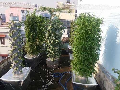 Ông bố Sài thành trồng rau sạch kiểu mới - vừa nhiều mà chẳng tốn diện tích