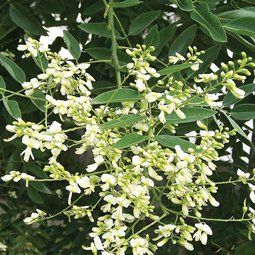 Những cây thuốc trị bệnh tim mạch