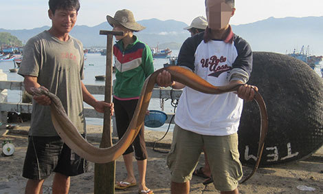 Bán mạng săn thuồng luồng biển