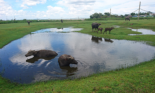 Trâu bò mập ú bên dự án tỷ đô
