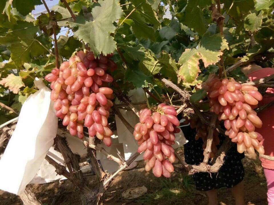 'Mỹ nhân chỉ': Nho Tàu cho người Tàu, dân Việt tranh mua ăn