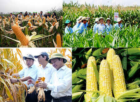xuất khẩu gạo, nhập khẩu ngô, chuyển đổi cây trồng, chuyển trồng lúa sang trồng ngô