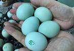Giật mình trứng gà xanh siêu lạ, mỗi ngày bán 10.000 quả