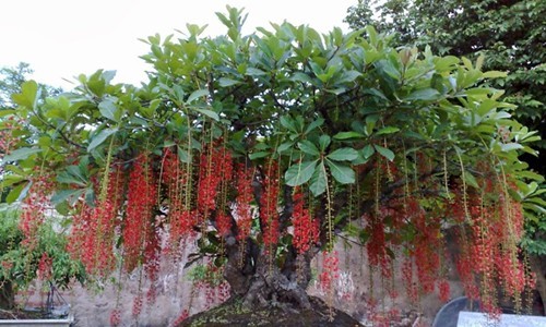 Trồng cây này gia chủ sẽ tiền vào như nước rước lộc đầy nhà