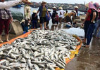 Thanh Hóa: Gần 50 tấn cá chết bất thường trong đêm