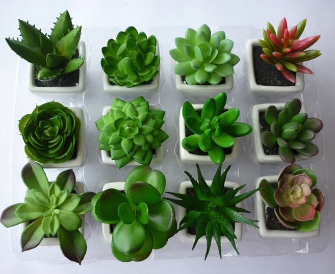 Sử dụng ngay 5 loại cây giúp làm sạch không khí trong nhà bạn