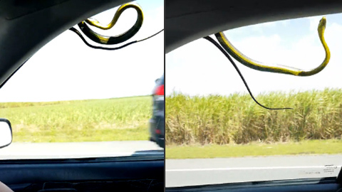 10 clip 'nóng': Rắn độc bám theo tài xế hơn 40km