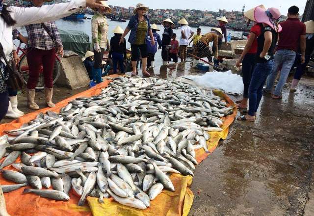 50 tấn cá chết: Kiểm tra đường ống lọc hóa dầu Nghi Sơn
