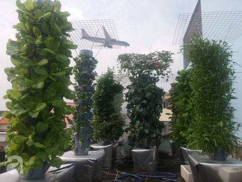 Vườn rau 10m² trên sân thượng thu hàng tạ rau mỗi tháng của ông bố trẻ trồng cho vợ và con gái