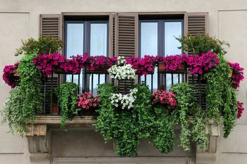 Những khung cửa sổ đẹp hút hồn nhờ sắc hoa rực rỡ