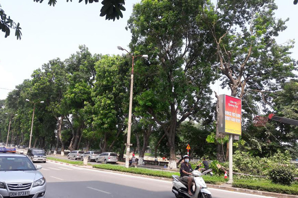 Hà Nội chặt, chuyển hơn 100 cây xanh phố Kim Mã