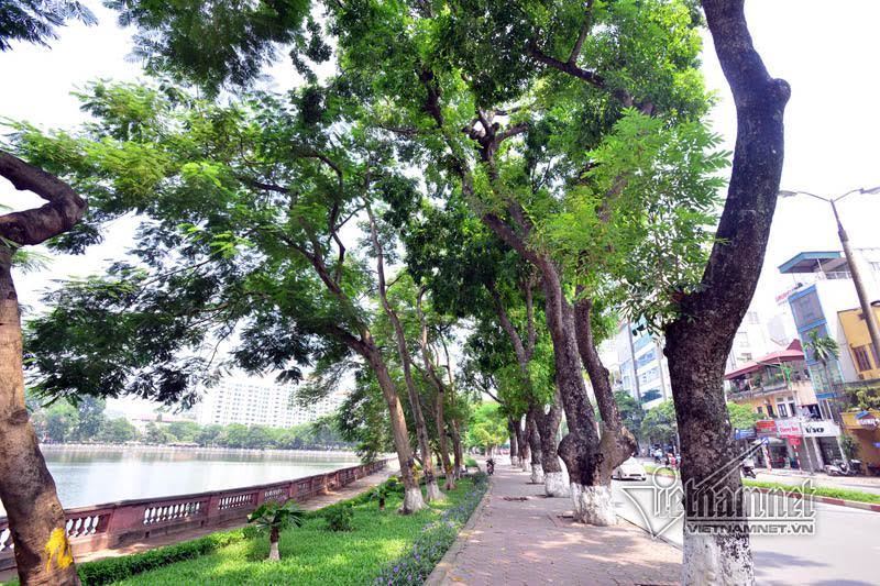 Hàng cây hẹn hò bên hồ Thủ Lệ trước giờ khai tử