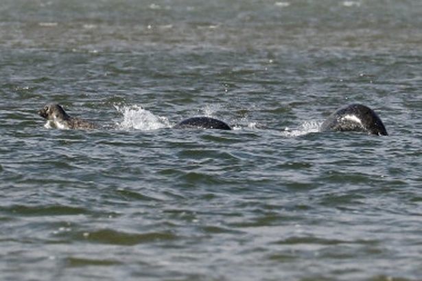 Bức ảnh rõ nét nhất về ‘quái vật hồ Loch Ness’