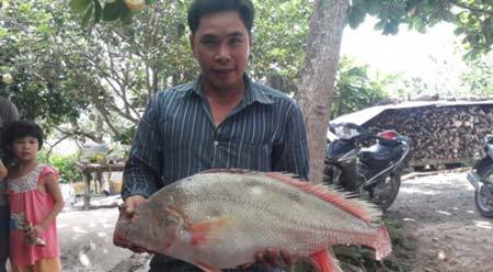 Ngư dân sông Hậu bắt được cá sủ vàng nặng 6kg