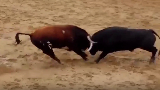 Cú húc kinh hoàng, 2 bò tót cùng chết gục