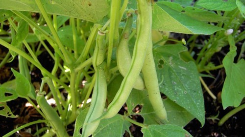 9 loại rau trồng thùng xốp lên vùn vụt vào mùa thu