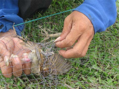 Hàng ngàn chim trời lên bàn nhậu vì... máy cát-sét