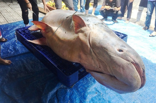 Cá tra ‘khủng’ hơn 200kg từ Campuchia về Sài Gòn