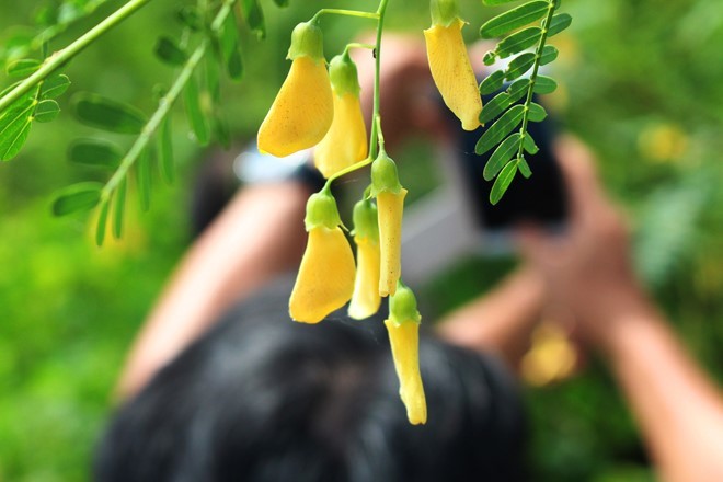 Kinh nghiệm du lịch Cần Thơ mùa nước nổi