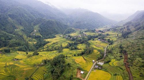 Check-in thung lũng Mường Hoa mùa lúa chín