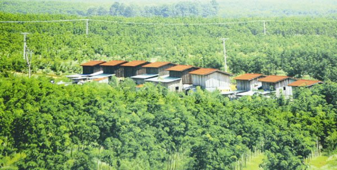 Bán 20.000 ha cao su biên giới cho Trung Quốc: Bầu Đức làm thật?