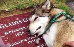 Vì sao mà có nhiều chú chó chờ đợi hàng năm trời bên mộ của chủ nhân?