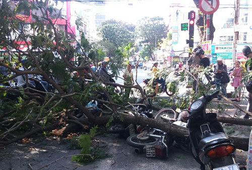 Cây tét nhánh đè 3 người giữa trung tâm Sài Gòn