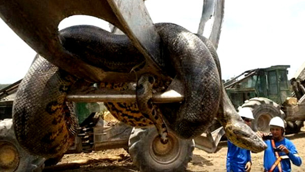 Rắn khổng lồ anaconda dài nhất thế giới vừa bị tóm gọn