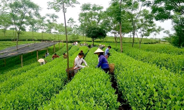 Chuyện làm chè an toàn của Trịnh Xuân Thanh