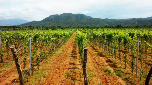 Chateau Dalat: Thượng phẩm từ trái nho