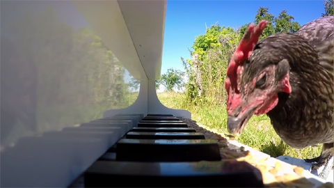 Sửng sốt khả năng không khác gì người của chú gà này