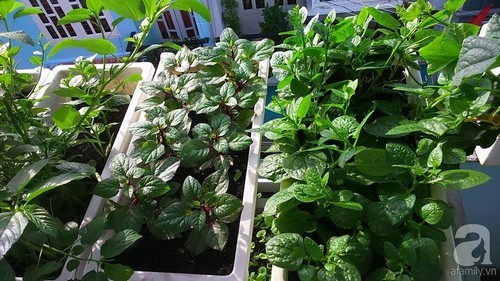 Vườn rau vỏn vẹn 8m² nhưng có tới 40 thùng rau các loại của bà mẹ trẻ ở Sài Gòn