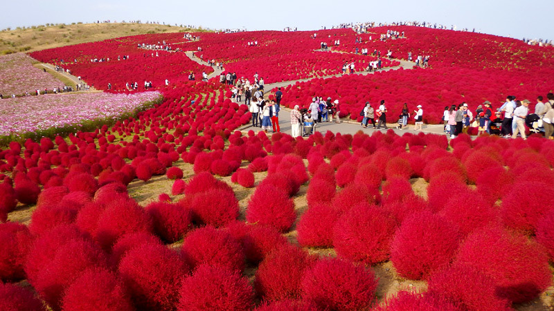 Chiêm ngưỡng màn chuyển màu kỳ diệu của cây Kokia ở Nhật Bản
