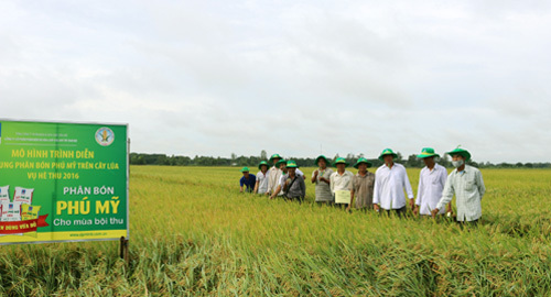 Phân bón Phú Mỹ cho cây lúa vùng mặn đạt hiệu quả cao